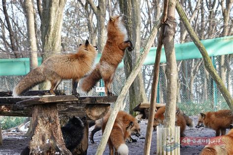 養狐貍|【宮城藏王狐狸村】抱狐狸餵狐狸，百隻狐狸陪伴的最。